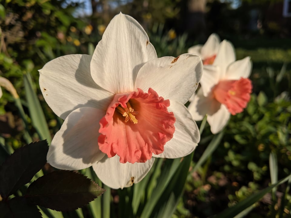A Chromacolor daffodil flower up close on the plant