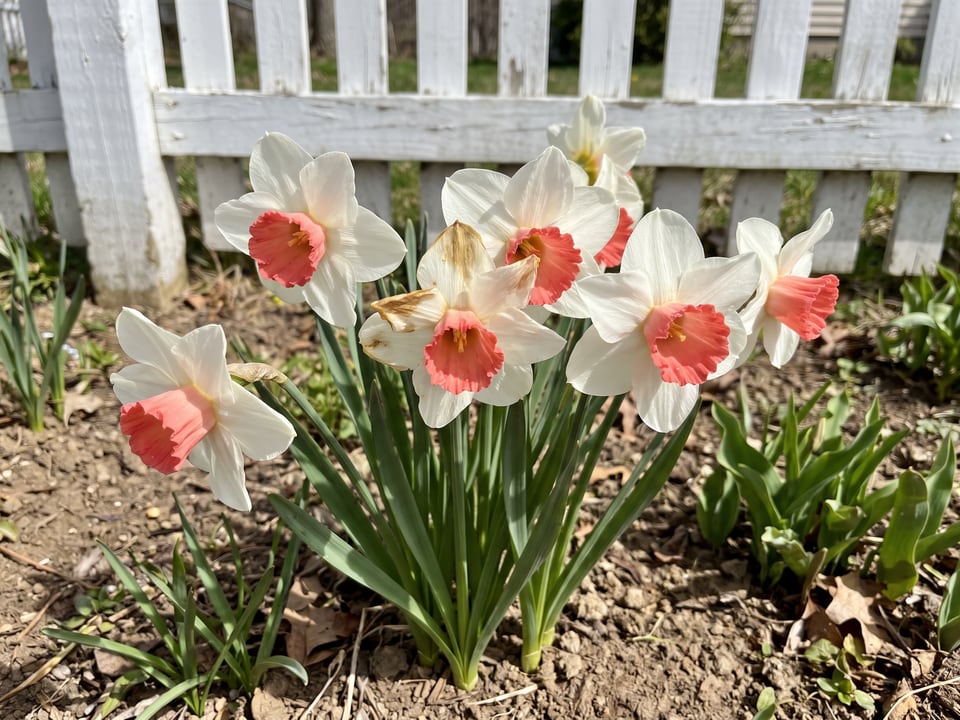 Chromacolor daffodil plants in bloom in a garden