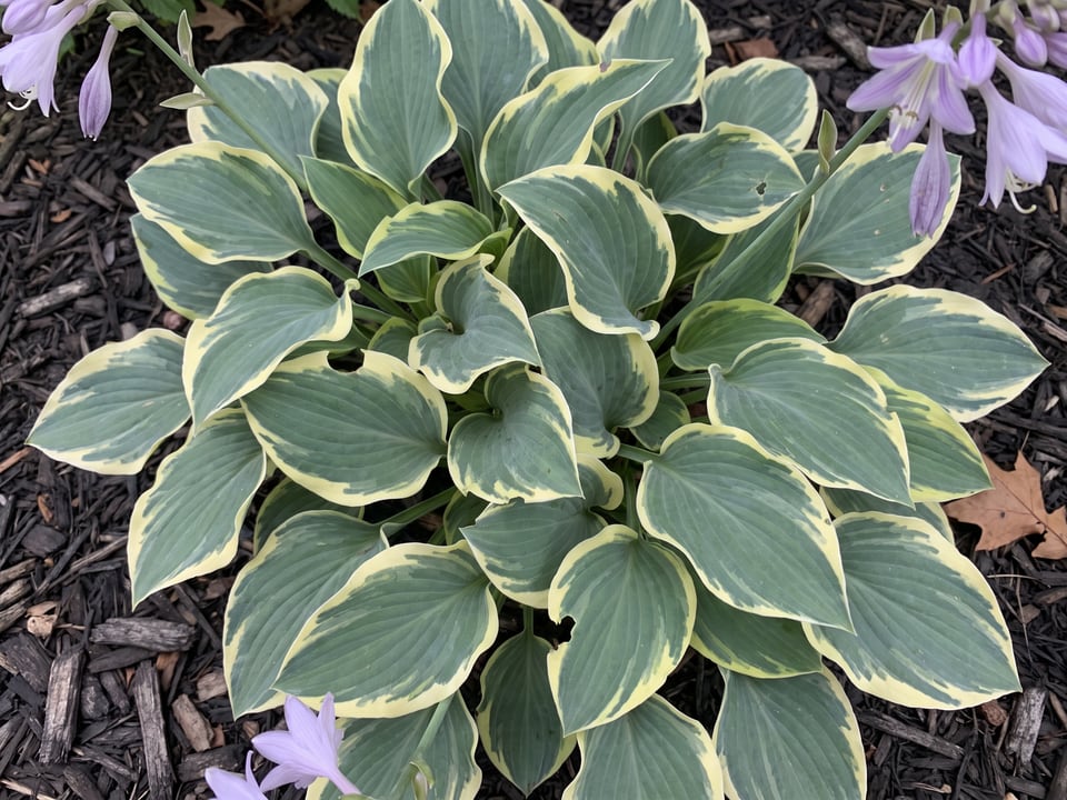 Leaves of Church Mouse hosta up close