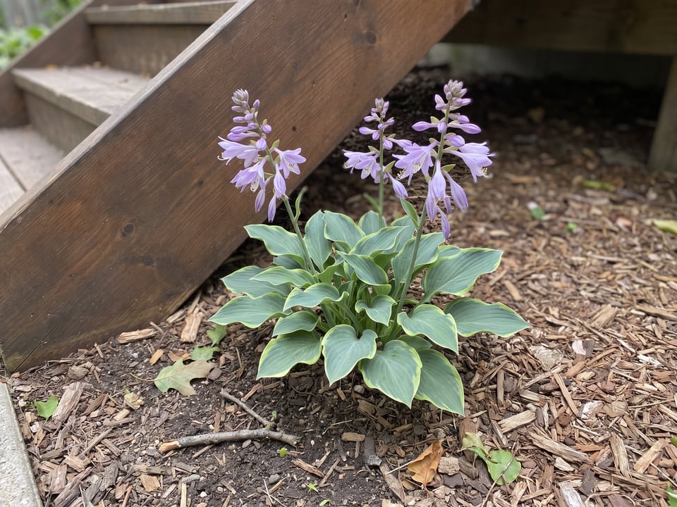 A Church Mouse hosta clump growing in a shade garden