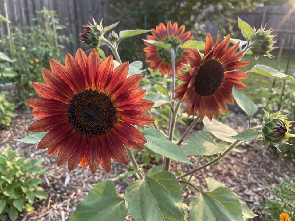 A Cinnamon Sun sunflower flower up close on the plant
