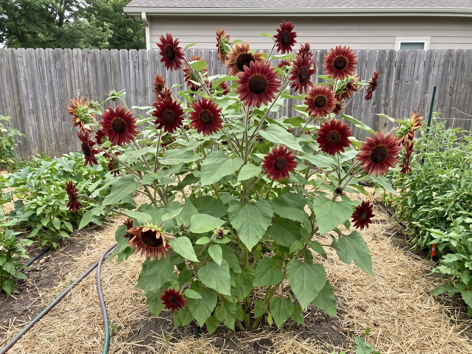 Cinnamon Sun sunflower plants in bloom in a garden