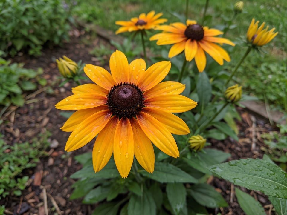 A City Garden black-eyed Susan flower up close on the plant