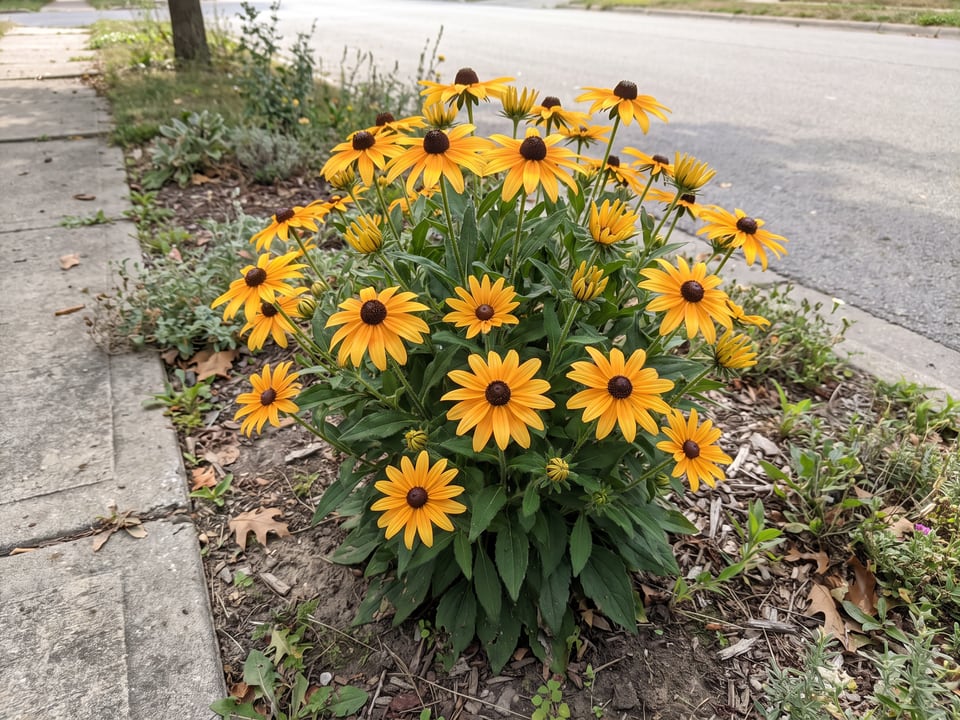 City Garden black-eyed Susan plants in bloom in a garden