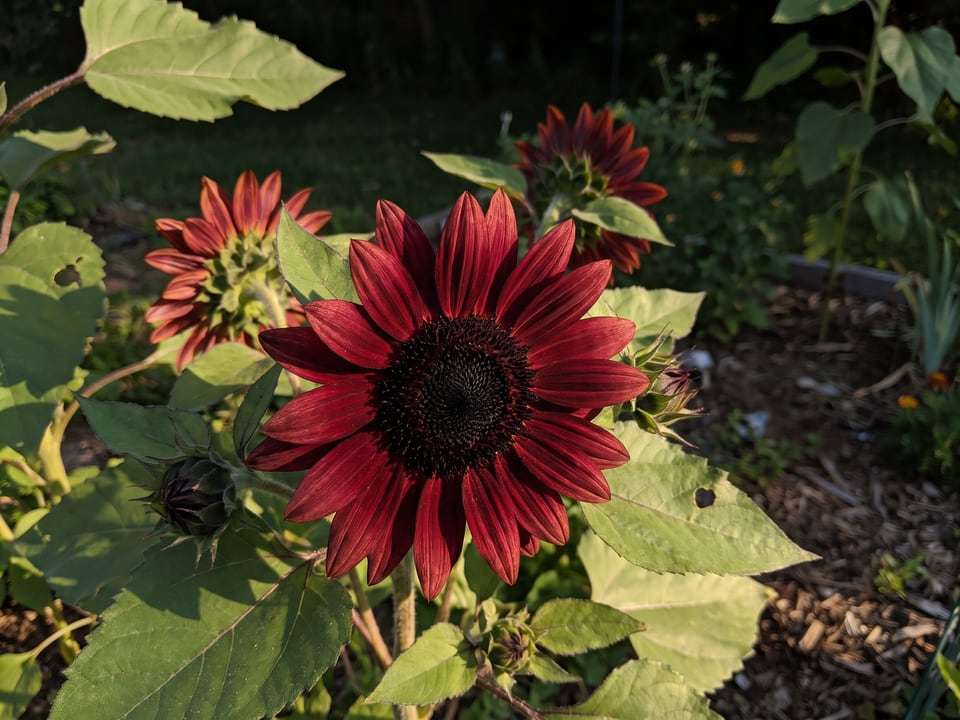 A Claret sunflower flower up close on the plant