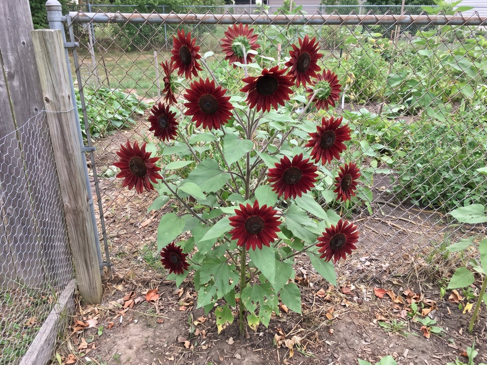 Claret sunflower plants in bloom in a garden