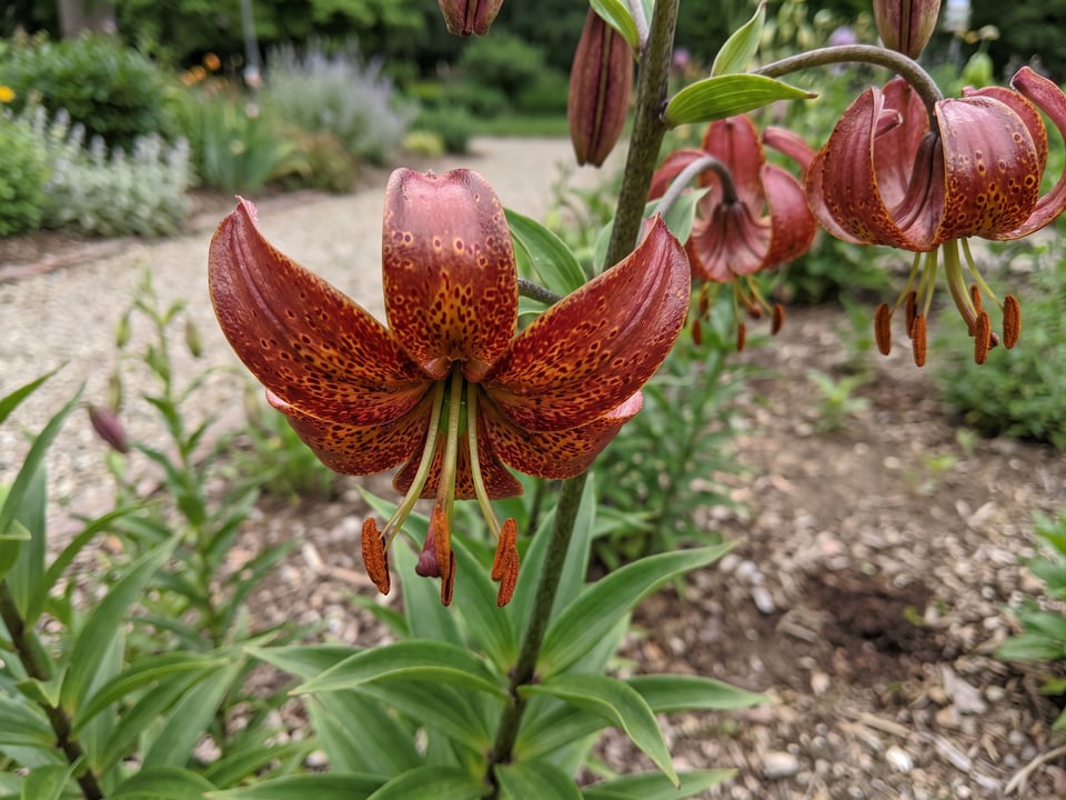 A Claude Shride lily flower up close on the plant