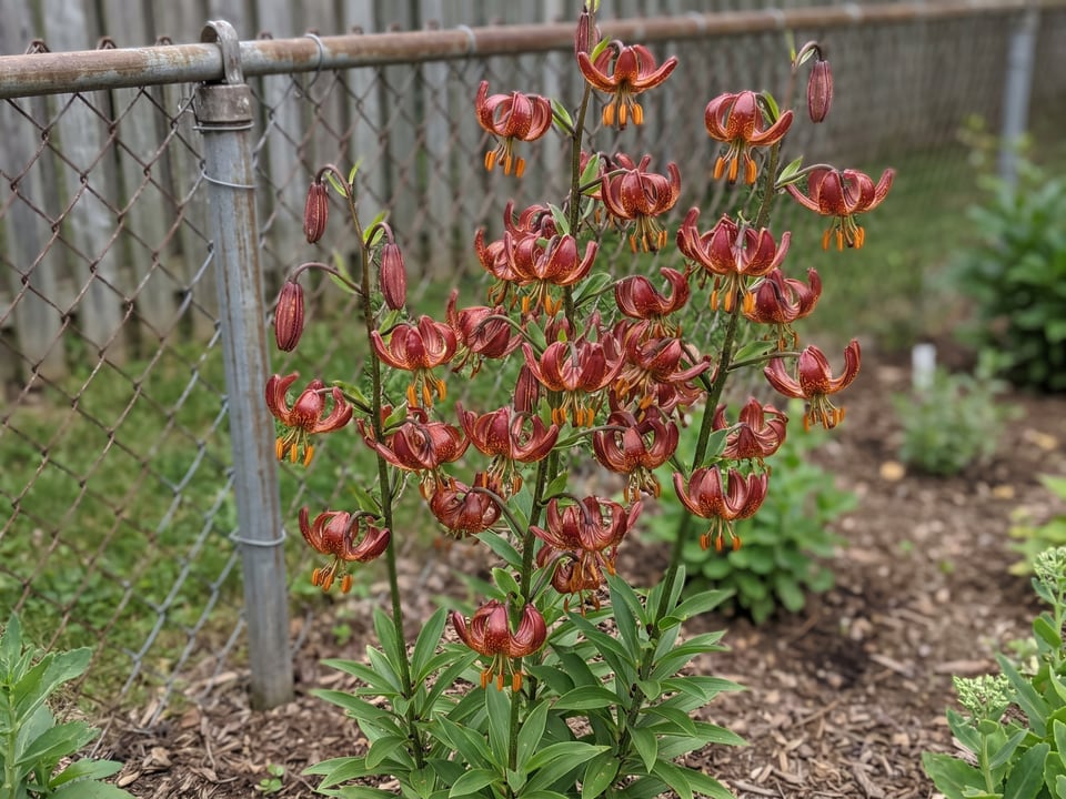 Claude Shride lily plants in bloom in a garden