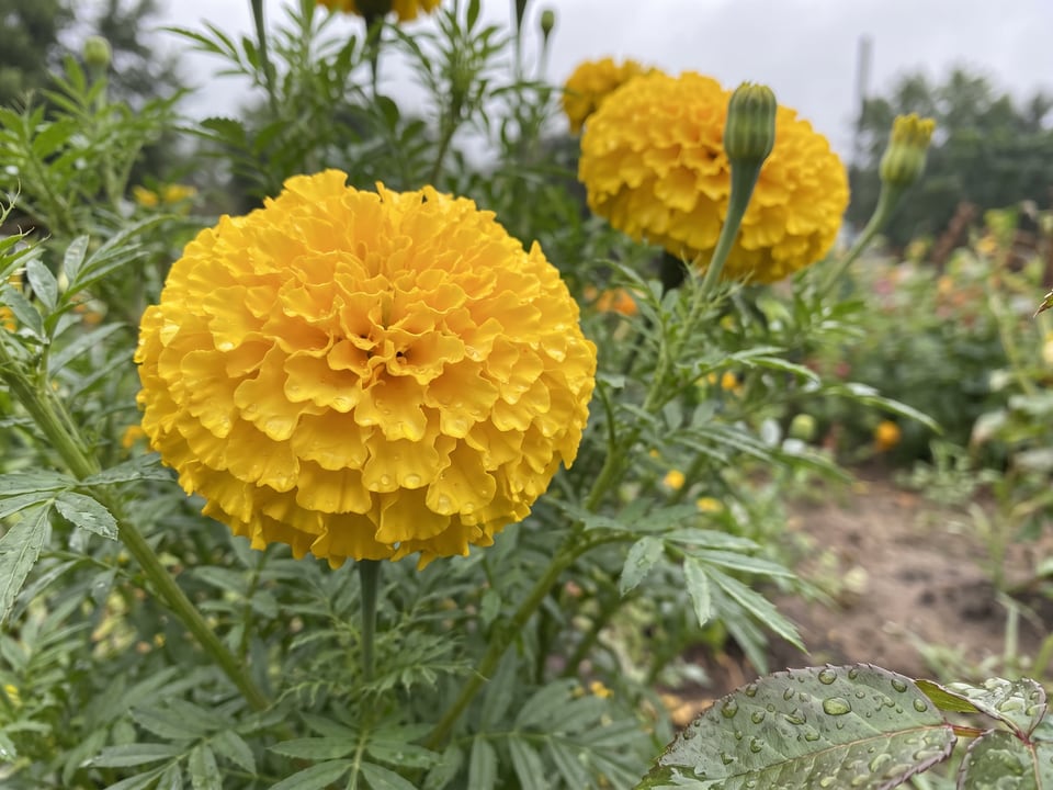 A Climax marigold flower up close on the plant