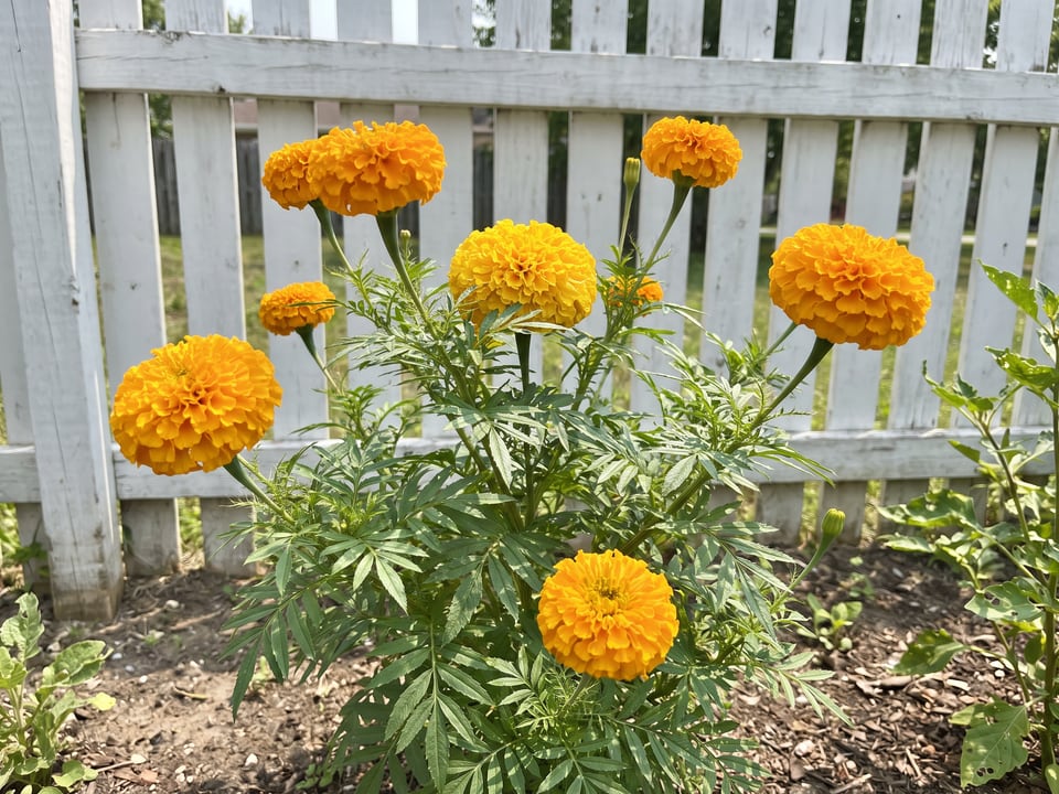 Climax marigold plants in bloom in a garden