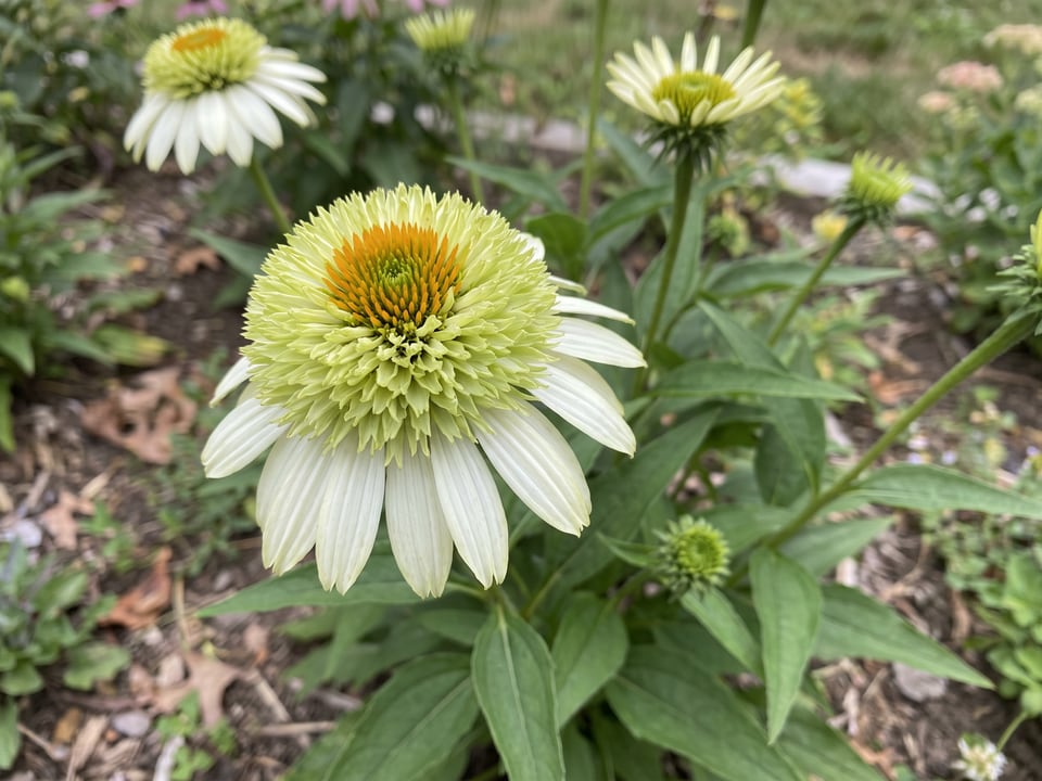A Coconut Lime coneflower flower up close on the plant