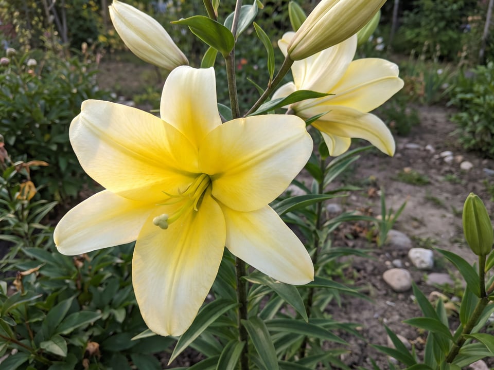 A Conca d'Or lily flower up close on the plant