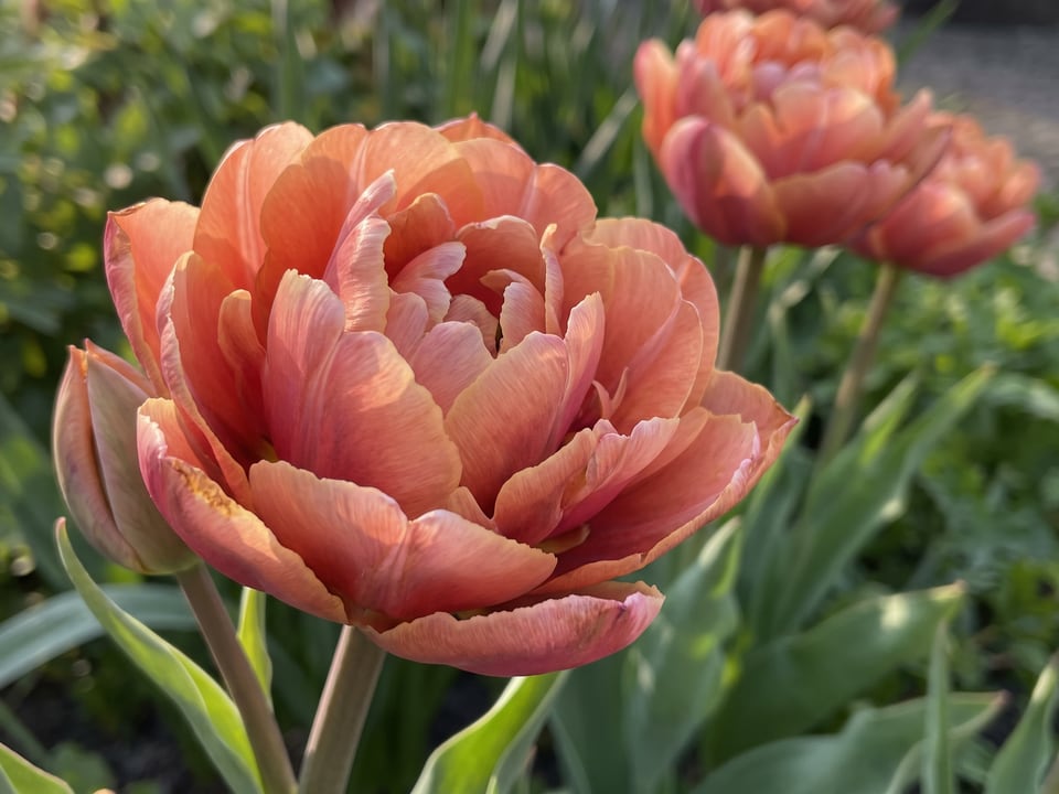 A Copper Image tulip flower up close on the plant