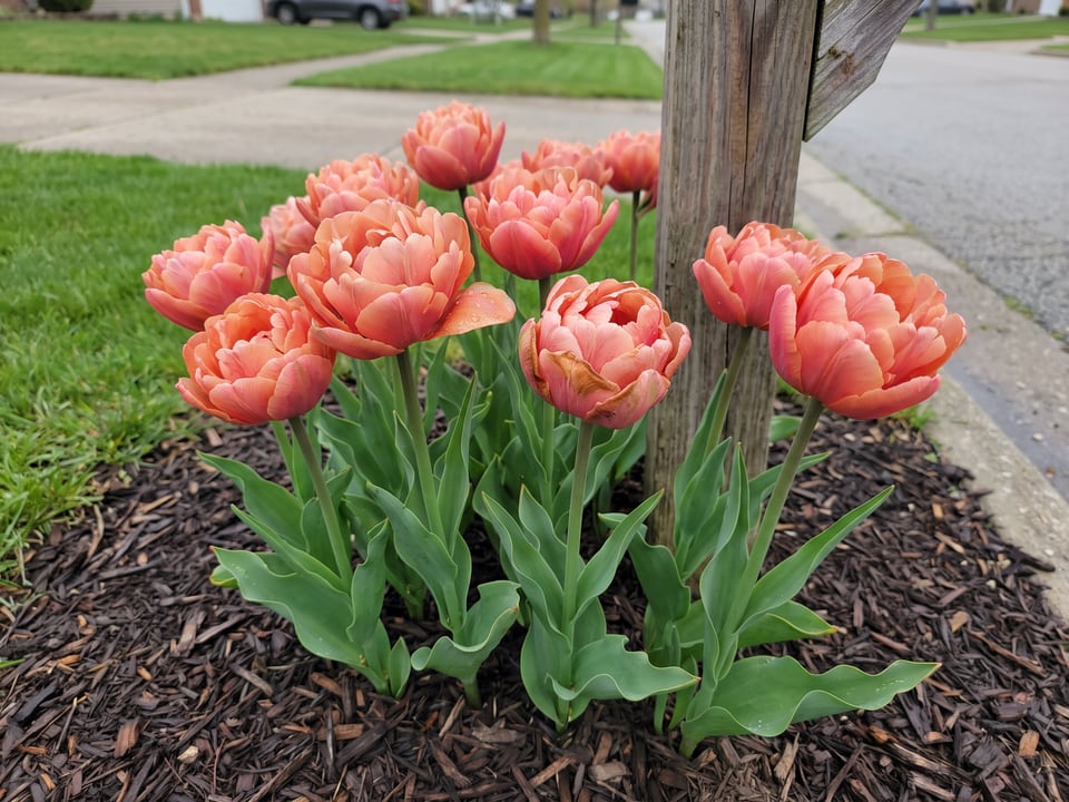 Copper Image tulip plants in bloom in a garden
