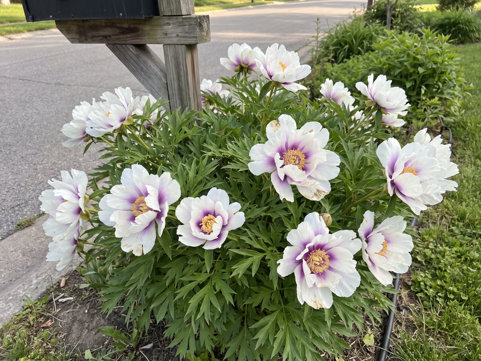 Cora Louise peony plants in bloom in a garden