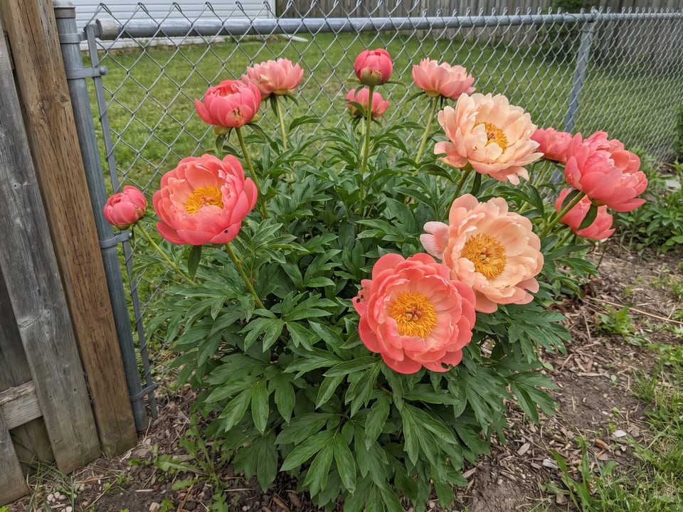 Coral Charm peony plants in bloom in a garden