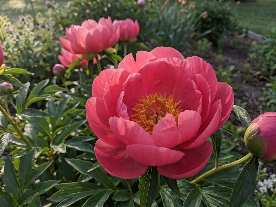 A Coral Magic peony flower up close on the plant