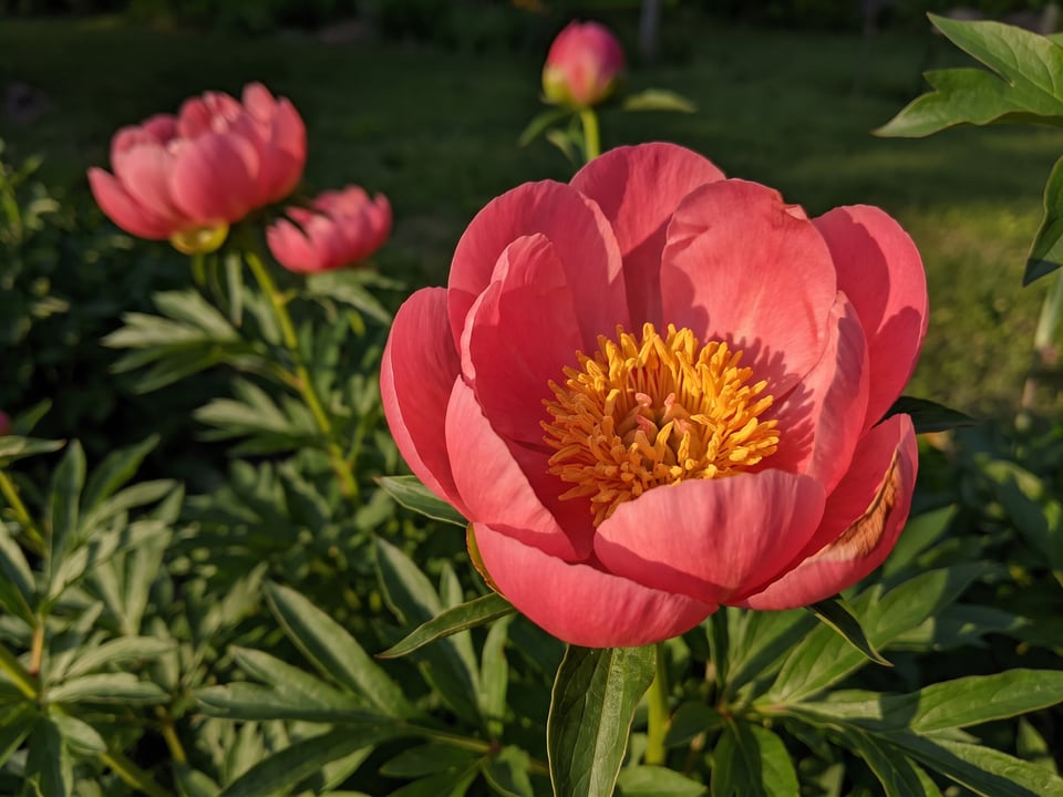 A Coral 'n Gold peony flower up close on the plant