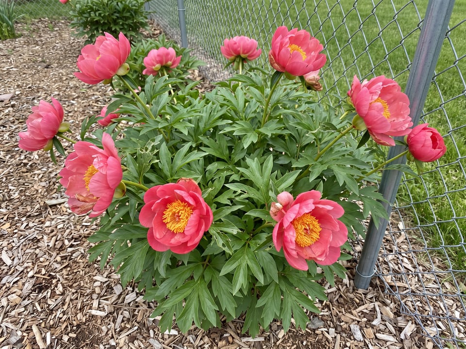 Coral 'n Gold peony plants in bloom in a garden