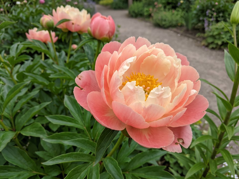 A Coral Sunset peony flower up close on the plant