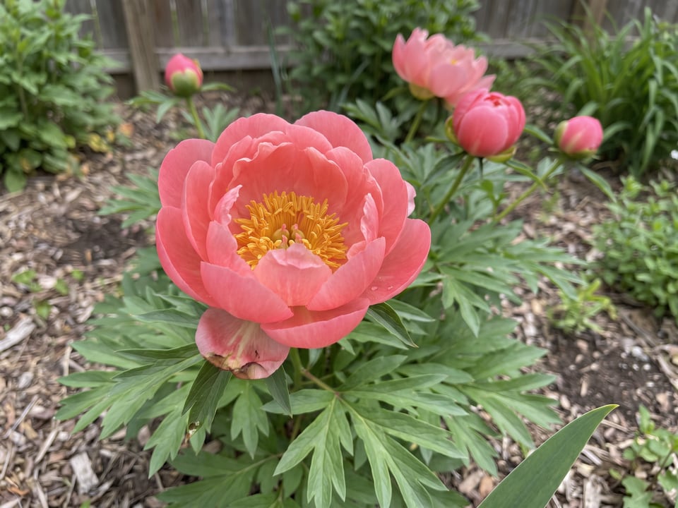 A Coral Supreme peony flower up close on the plant