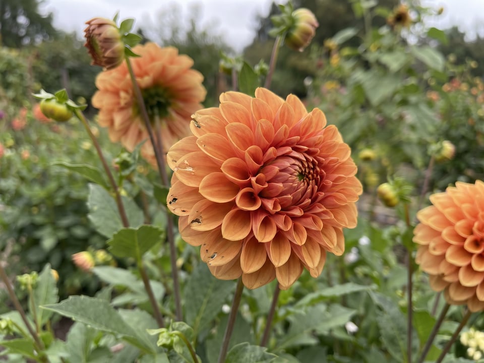 A Cornel Bronze dahlia flower up close on the plant