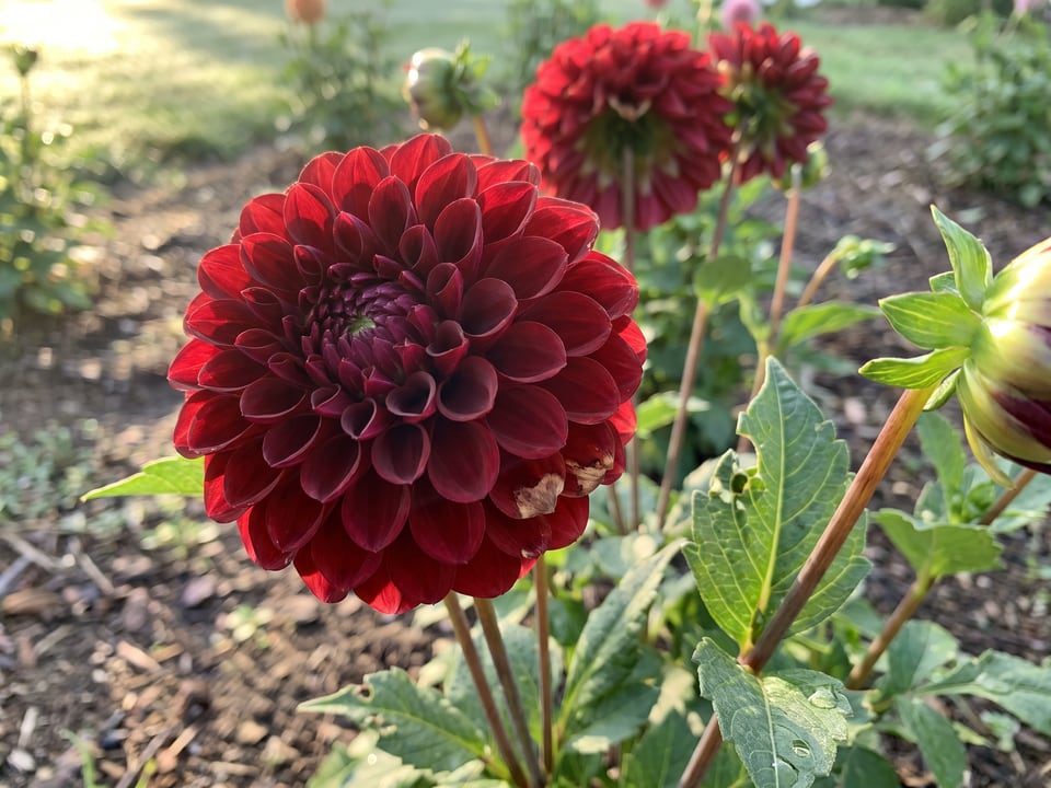 A Cornel dahlia flower up close on the plant