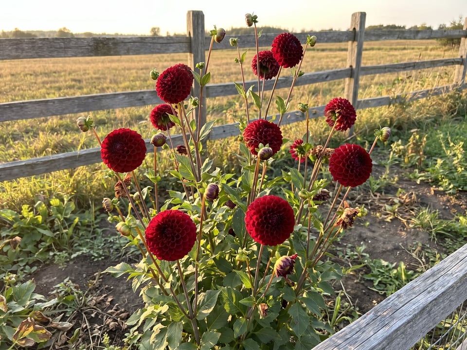Cornel dahlia plants in bloom in a garden