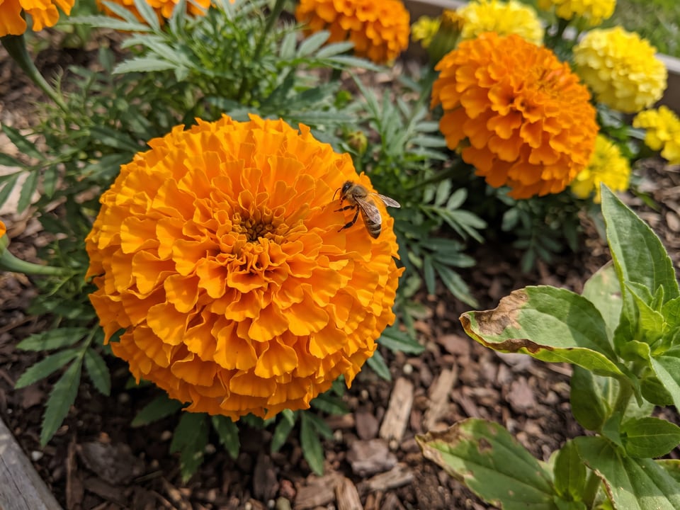 A Crackerjack marigold flower up close on the plant