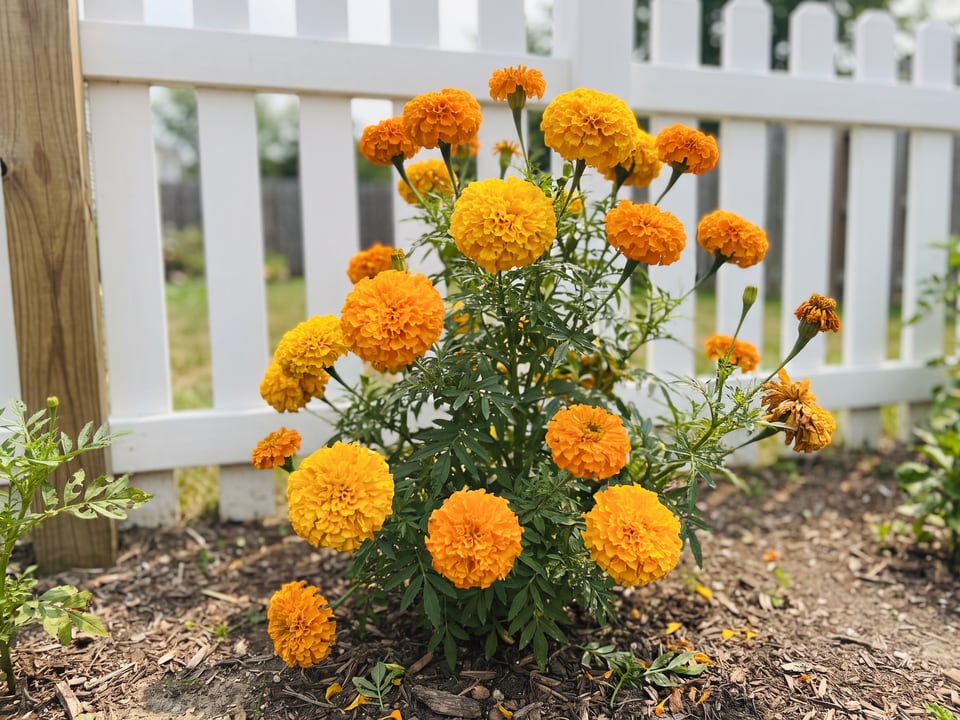 Crackerjack marigold plants in bloom in a garden