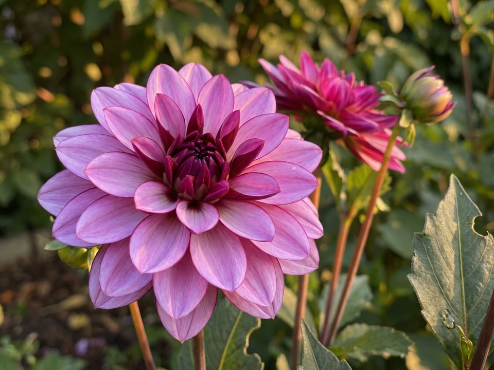 A Crème de Cassis dahlia flower up close on the plant