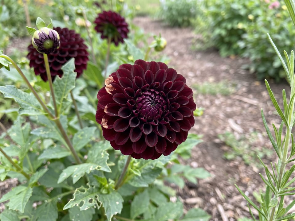 A Crossfield Ebony dahlia flower up close on the plant