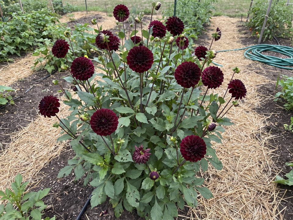 Crossfield Ebony dahlia plants in bloom in a garden