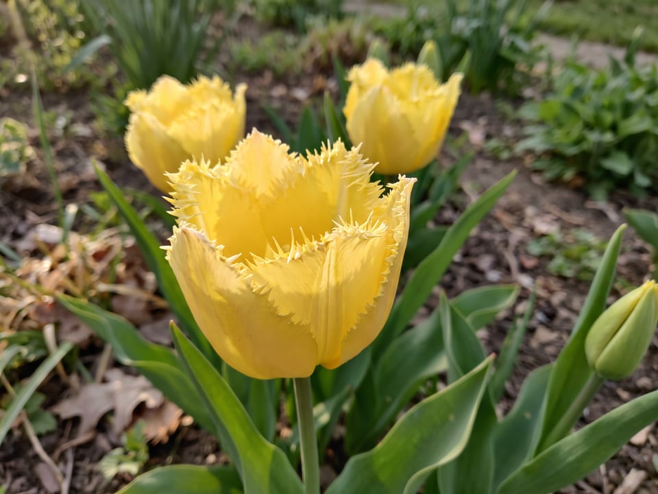 A Crystal Star tulip flower up close on the plant