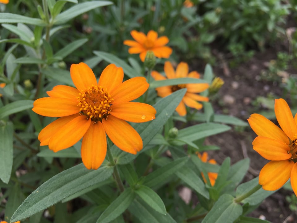 A Crystal zinnia flower up close on the plant
