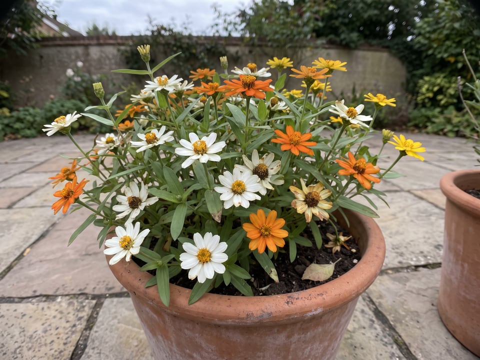 Crystal zinnia plants in bloom in a garden