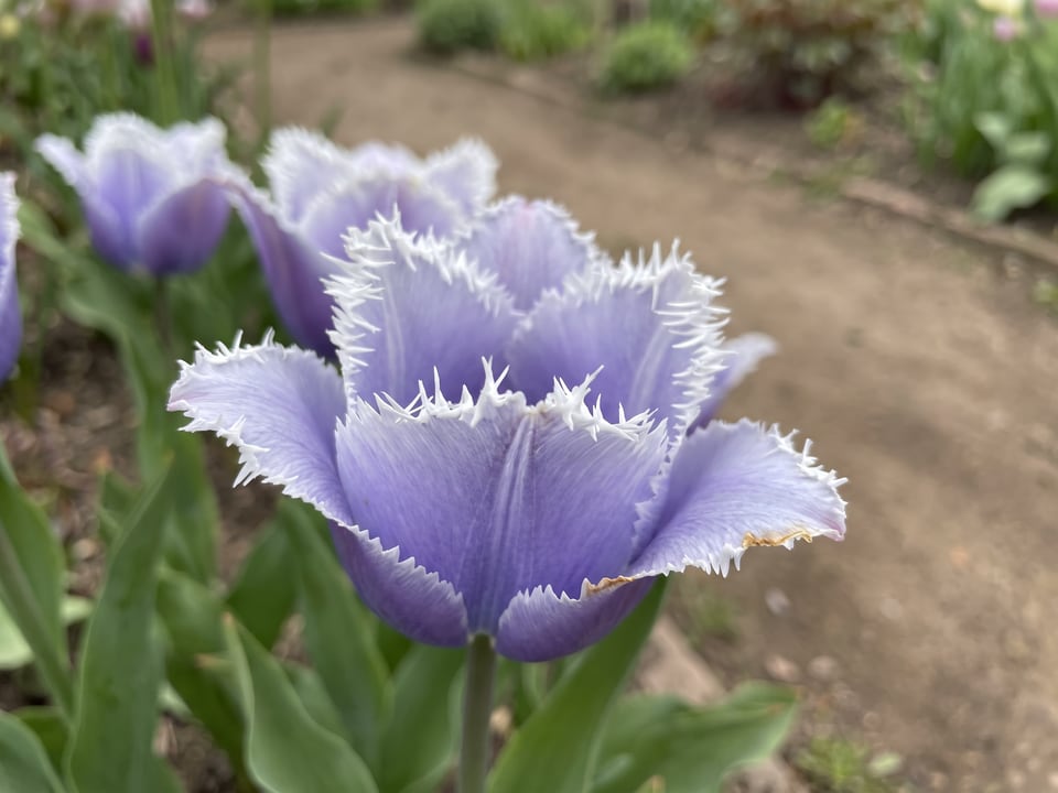A Cummins tulip flower up close on the plant