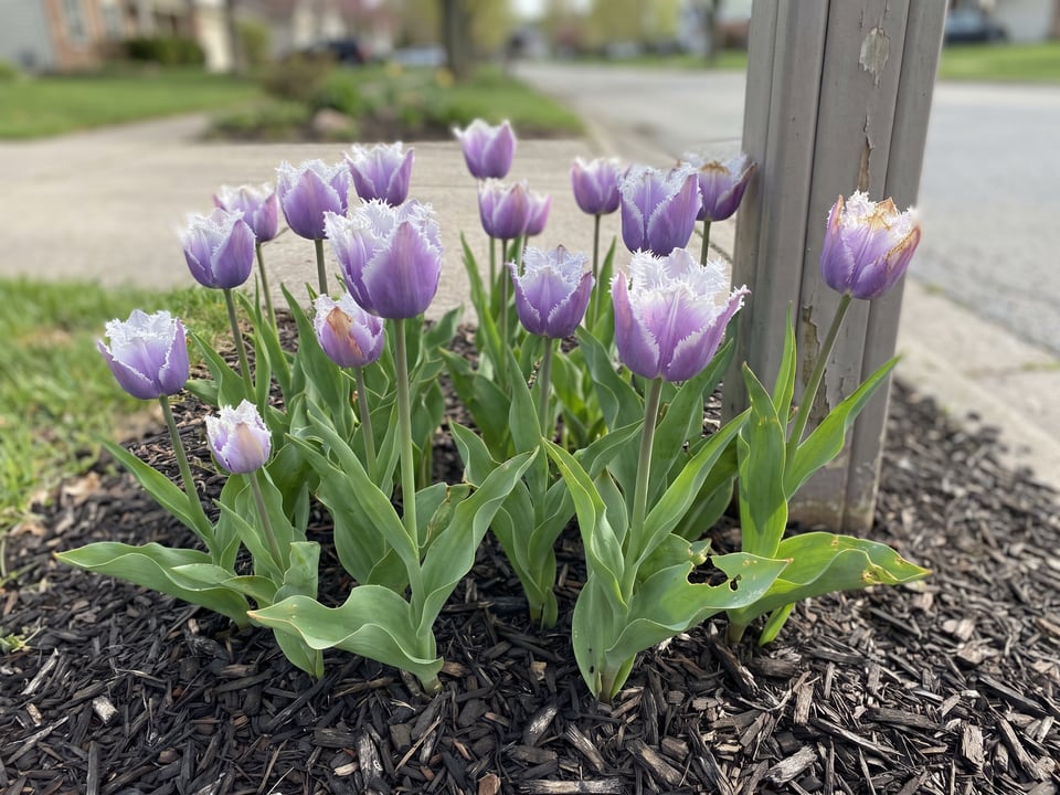 Cummins tulip plants in bloom in a garden
