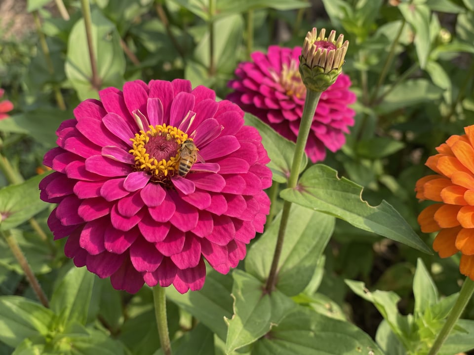 A Cut and Come Again zinnia flower up close on the plant