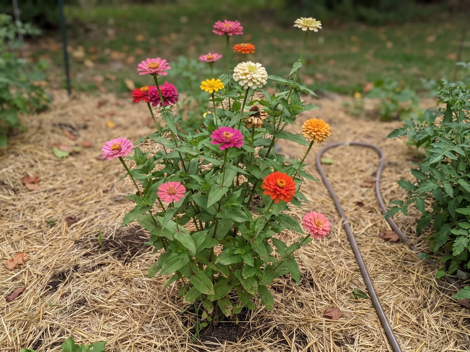 Cut and Come Again zinnia plants in bloom in a garden