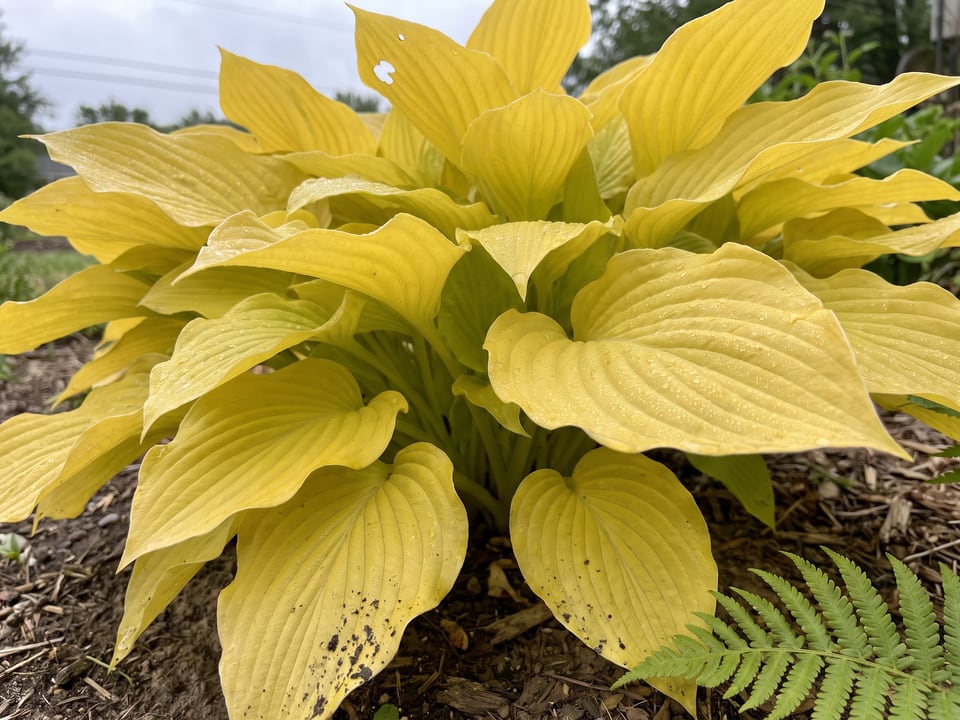Leaves of Dancing Queen hosta up close