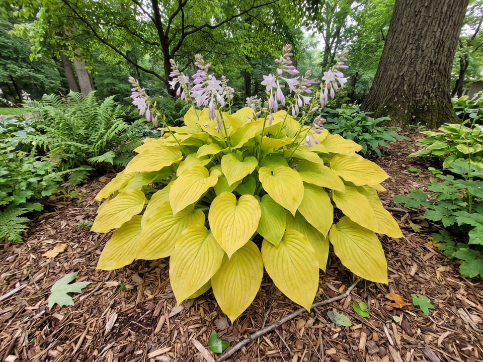 A Dancing Queen hosta clump growing in a shade garden