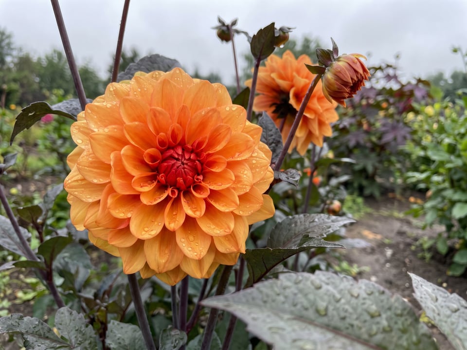 A David Howard dahlia flower up close on the plant