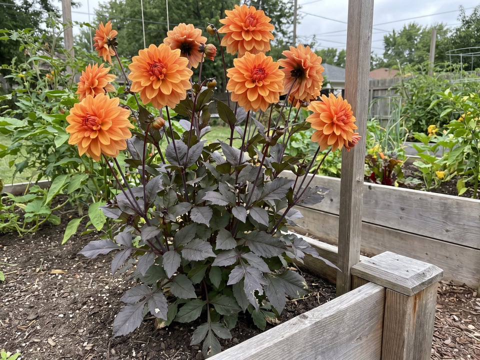 David Howard dahlia plants in bloom in a garden