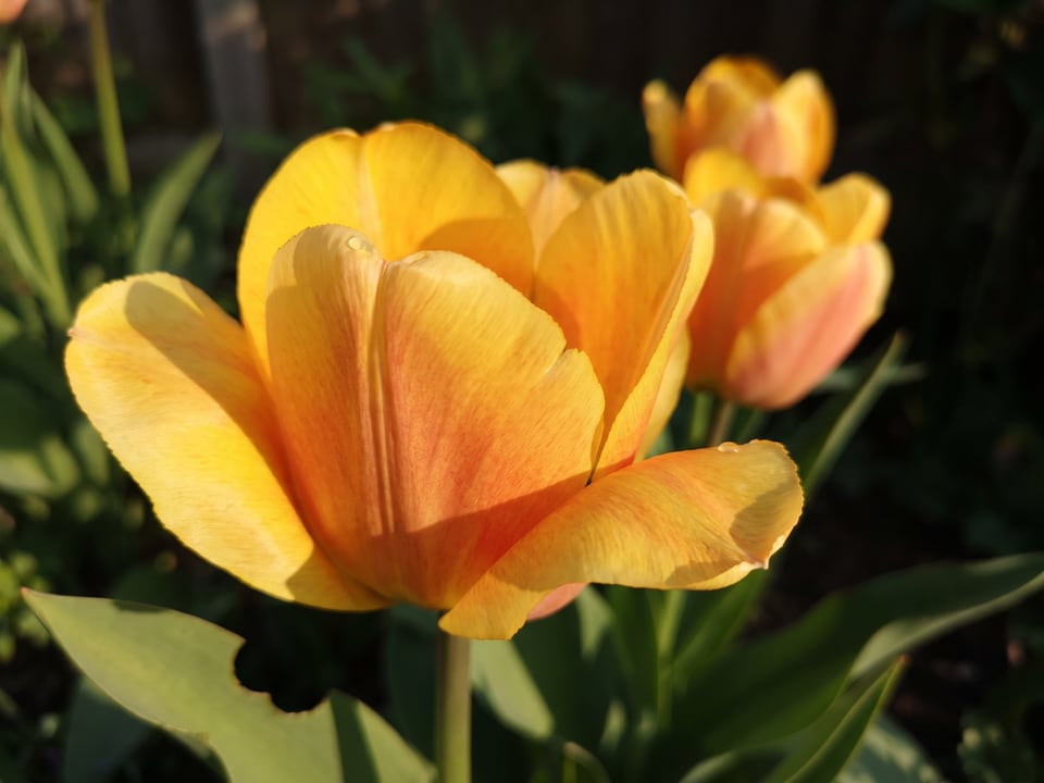 A Daydream tulip flower up close on the plant