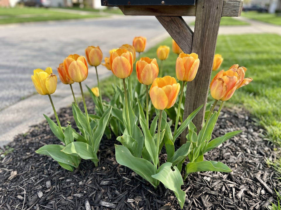 Daydream tulip plants in bloom in a garden