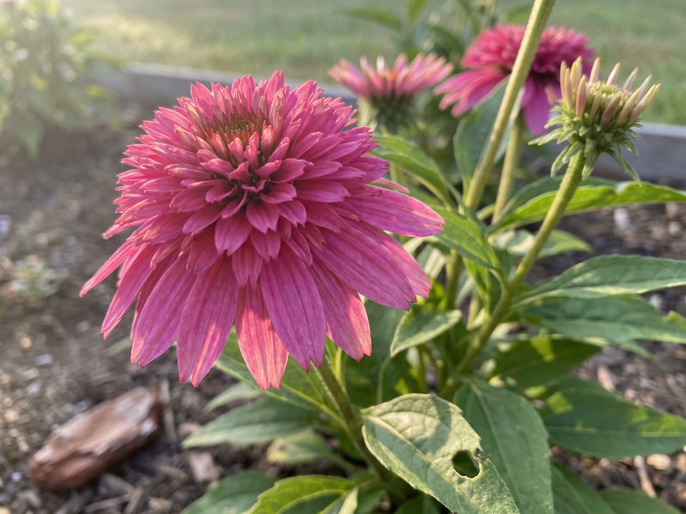 A Delicious Candy coneflower flower up close on the plant