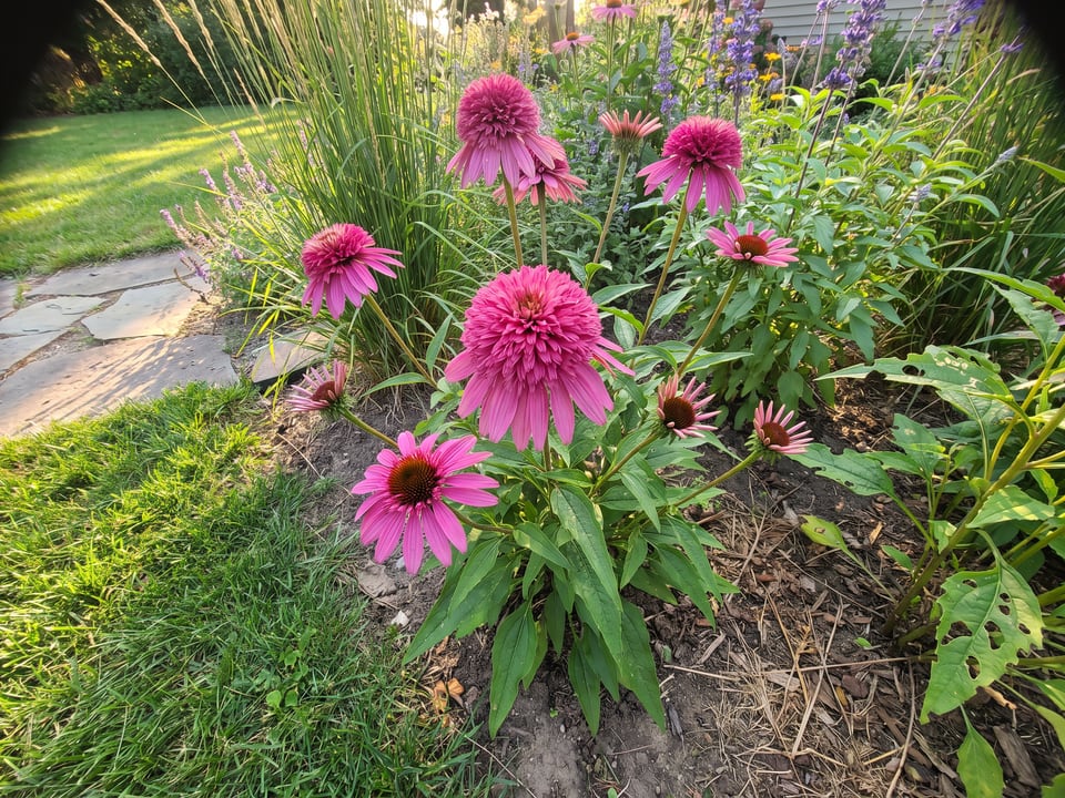 Delicious Candy coneflower plants in bloom in a garden