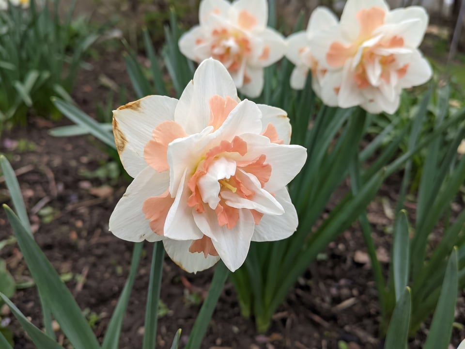 A Delnashaugh daffodil flower up close on the plant