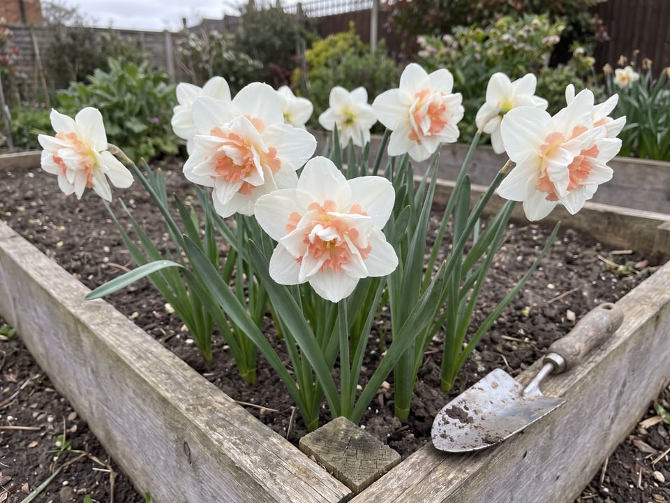 Delnashaugh daffodil plants in bloom in a garden